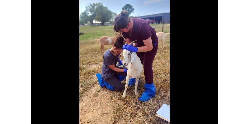 On Learning with Addition of Kiko Goats to Education Center