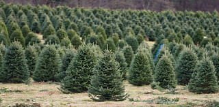 Christmas tree shortage: Will severe drought result in lack of trees, price spike?