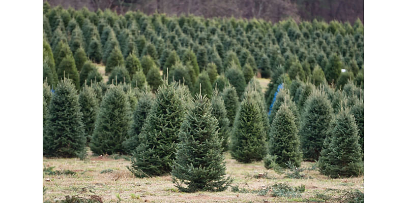 Christmas tree shortage: Will severe drought result in lack of trees, price spike?