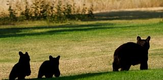 Bear cubs captured in August headed to zoo