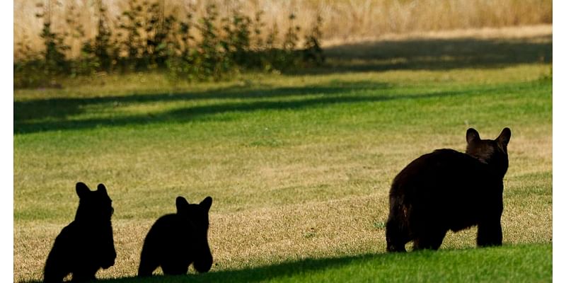 Bear cubs captured in August headed to zoo