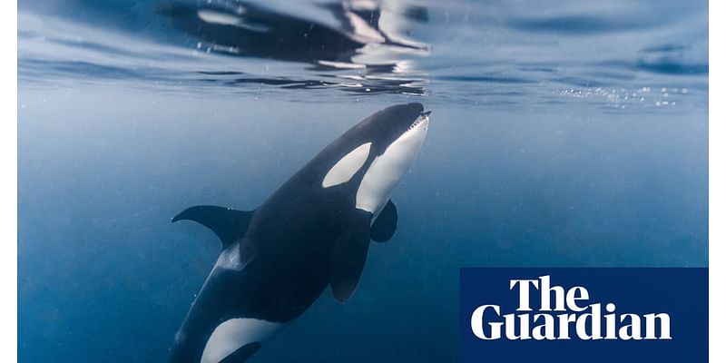 ‘Access to food is not the problem’: new orca study deepens mystery behind endangerment