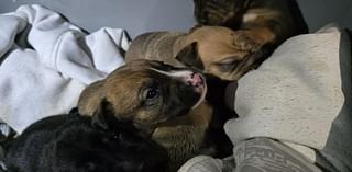 Litter of puppies abandoned in Powell County, shelter looking for answers