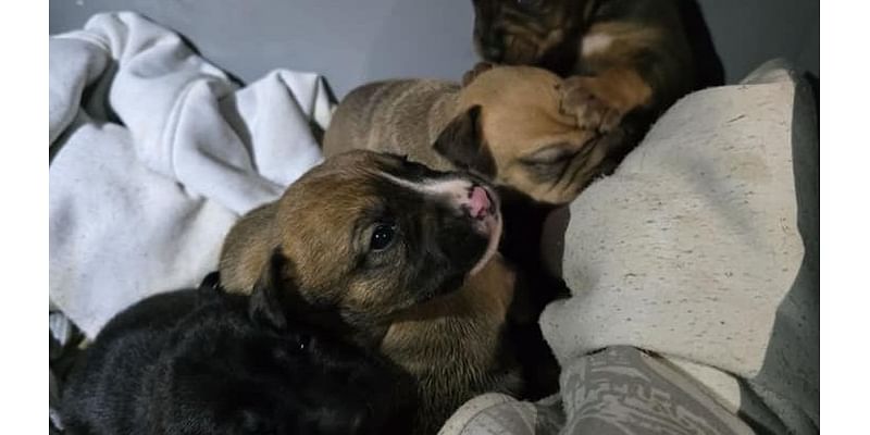 Litter of puppies abandoned in Powell County, shelter looking for answers