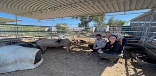 Agencies Seeking Owners of Drove of Pigs Found and Captured By Animal Services in Chula Vista