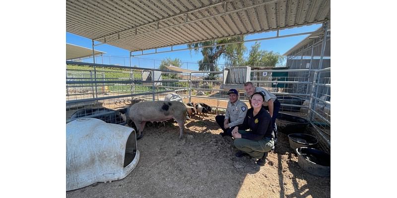 Agencies Seeking Owners of Drove of Pigs Found and Captured By Animal Services in Chula Vista