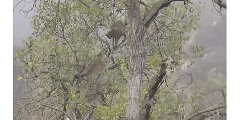 WATCH: Coyote climbs tree in pursuit of bobcat at San Diego's Mission Trails Regional Park