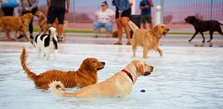 Take your dog to the pool for Henderson's 'Doggie Paddle and Play Day'