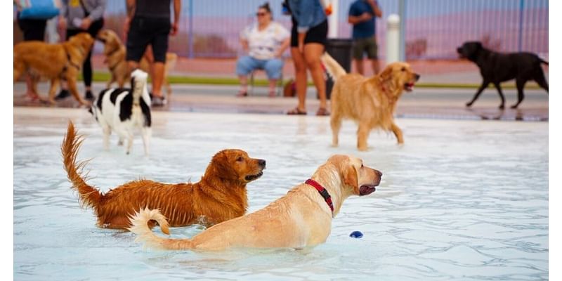 Take your dog to the pool for Henderson's 'Doggie Paddle and Play Day'