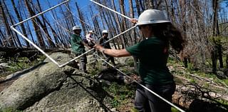 As forests fail to recover from wildfires, replanting efforts face huge odds