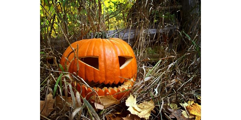 Where To Pick Pumpkins In Miller Place-Rocky Point This Fall