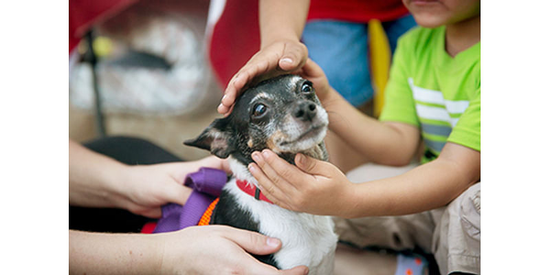 Austin City Council could mandate microchips for pets