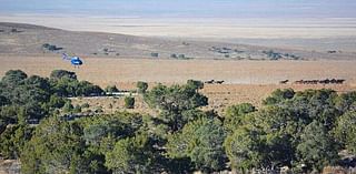 Ely, Elko BLM plan joint wild horse management area