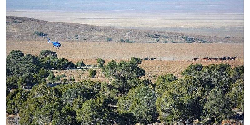 Ely, Elko BLM plan joint wild horse management area