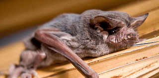 Napa County Master Gardeners: Facts about bats