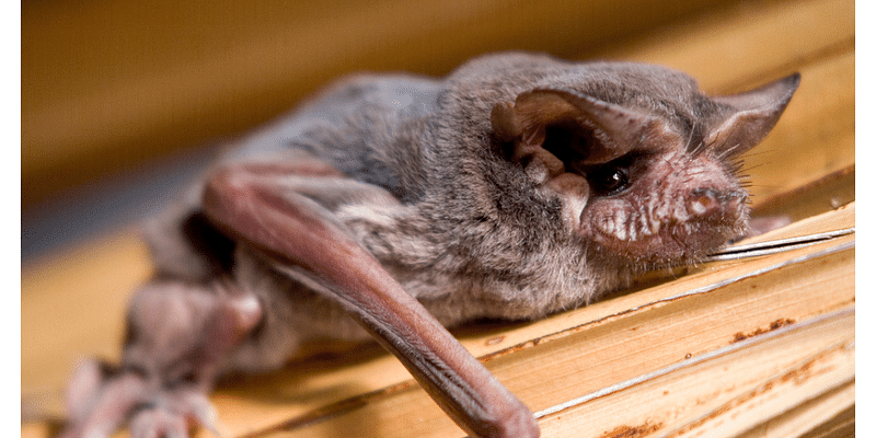 Napa County Master Gardeners: Facts about bats