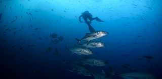 UN biodiversity conference focuses on whether worldwide efforts to protect land, water are working