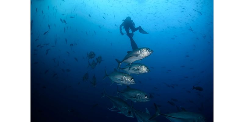 UN biodiversity conference focuses on whether worldwide efforts to protect land, water are working