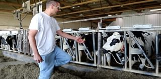 Federal milk marketing order proposal goes to referendum stage