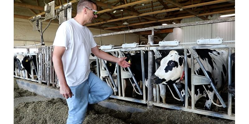 Federal milk marketing order proposal goes to referendum stage