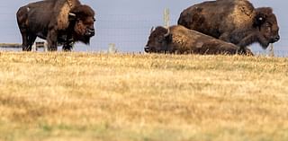 Drought conditions expand in Lincoln and statewide, but relief could be on the way