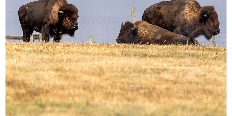 Drought conditions expand in Lincoln and statewide, but relief could be on the way