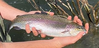 Cachuma Lake to be stocked with 16,000 pounds of rainbow trout