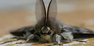 Targeted spraying, rain kills spongy moth in Kenosha County