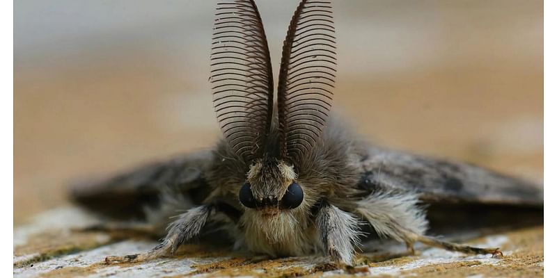 Targeted spraying, rain kills spongy moth in Kenosha County