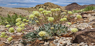 Nevada lithium mine will crush rare plant habitat US said is critical to its survival, lawsuit says