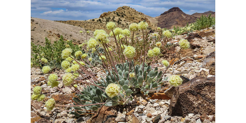 Nevada lithium mine will crush rare plant habitat US said is critical to its survival, lawsuit says