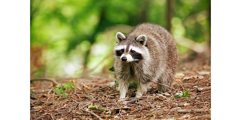 Alexandria Health Department issues third rabies alert in less than 1 month