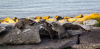 Popular raccoon colony is a hidden Galveston gem