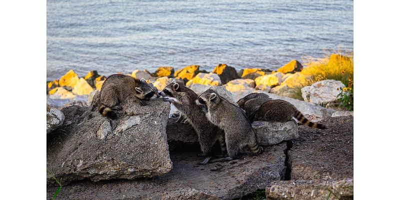 Popular raccoon colony is a hidden Galveston gem