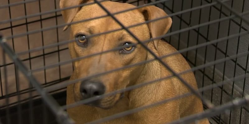 Las Vegas shelter housing 500 dogs, waiving adoption fees Friday