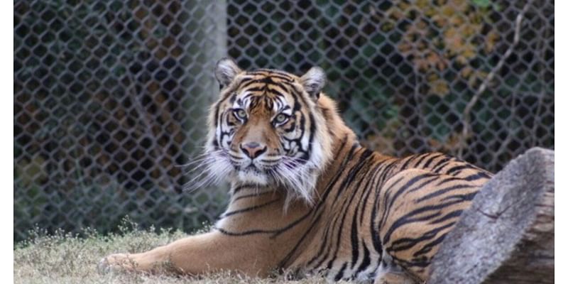 Cameron Park Zoo in Waco welcomes new animals