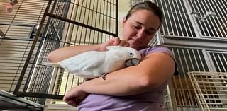 Concord bird worth thousands reunited with owner after being stolen