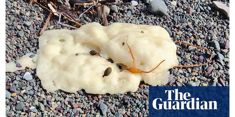 ‘The first thing I did was poke it’: Canada beach blobs mystery solved by chemists