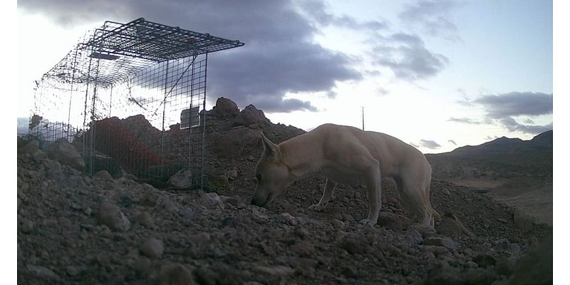 More dogs, cats dumped across southern Nevada as advocates push for change