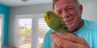 Do you recognize this bird? Man finds parakeet in his yard after Milton