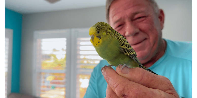 Do you recognize this bird? Man finds parakeet in his yard after Milton