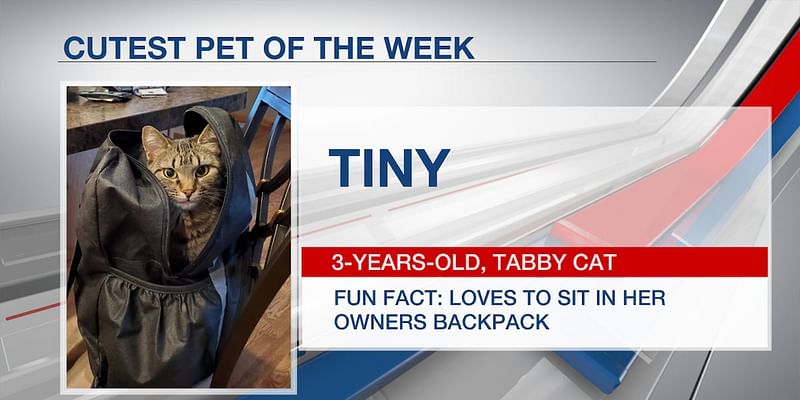 Cutest pet of the week: Tiny