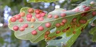 What are oak galls, and why could there be more in Houston this fall?