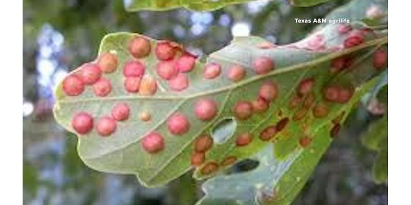 What are oak galls, and why could there be more in Houston this fall?