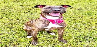 Cape Coral Animal Shelter | Looking for a loving home