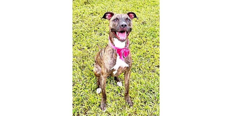 Cape Coral Animal Shelter | Looking for a loving home