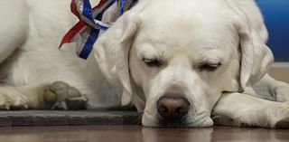 Presidential pup: Laurel Middle School's therapy dog spreads kindness during election season