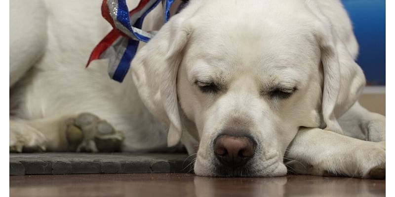 Presidential pup: Laurel Middle School's therapy dog spreads kindness during election season