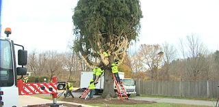 Watch Live: Rockefeller Center Christmas tree cutting