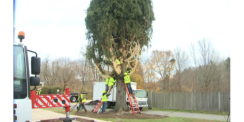 Watch Live: Rockefeller Center Christmas tree cutting